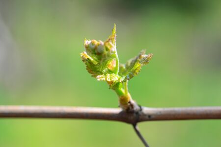 grape vine bud macro Sprout Of Vitis Viniferaの写真素材
