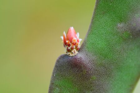 opuntia plant cactus bud close detail outdoorsの写真素材