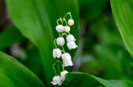 Flowers of Lily of the valley Convallaria plant close detailの写真素材