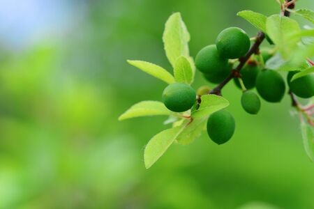 Green Blackthorn fruits Sloe Or Prunus Spinosa On Tree Branchの写真素材