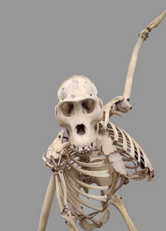 female gorilla animal skeleton over grey backgroundの写真素材