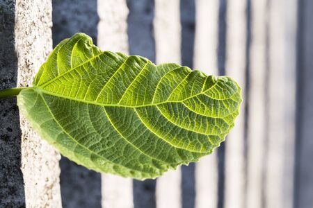 Nature in the cityの写真素材