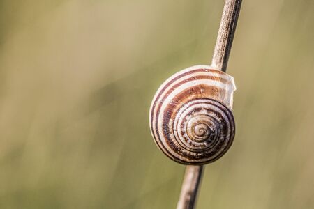 snailの写真素材