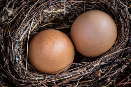 eggs in the nest