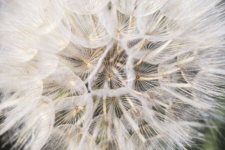 flowerの写真素材