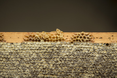 an honeycomb full of beeswaxの写真素材