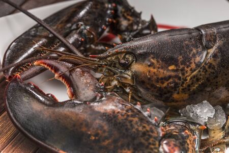 details of lobsterの写真素材