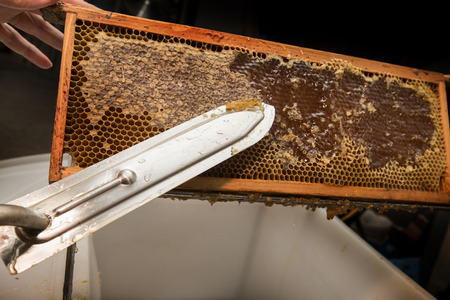 beekeeper removed beeswax from an honeycombの写真素材