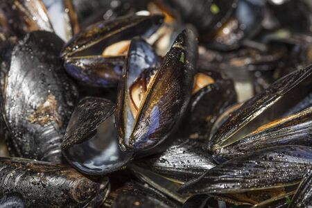 mussels