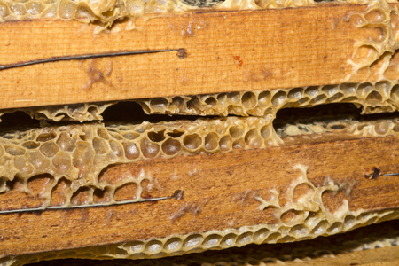 honeycombs full of beeswax and honeyの写真素材
