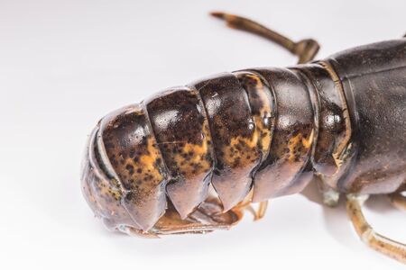 details of raw lobsterの写真素材