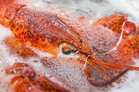 lobster in hot waterの写真素材