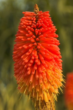Kniphofia 'Mount Etna'の写真素材