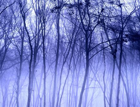 Foggy misty trees in a winter woodland landscapeの写真素材