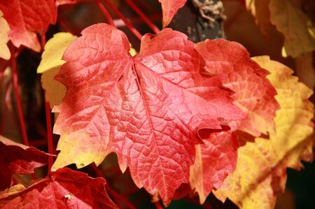 Virginia Creeper vine leaves in full autumn colour