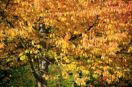 Single tree with it's leaves in gold autumn colour