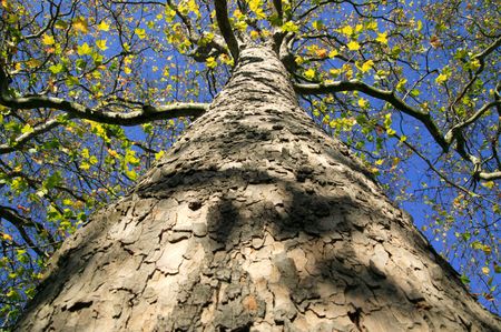 Old London Plane tree (Platanus x hispanica) losing it's leaves in the autumn fall.の写真素材