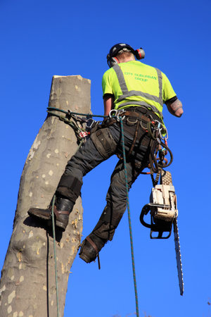 London, United Kingdom, January 9, 2009 : A tree surgeon in a harness removing an unsafe treeのeditorial素材