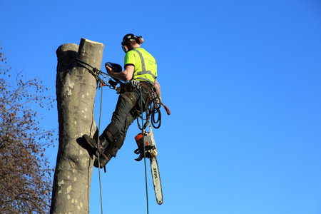 London, United Kingdom, January 9, 2009 : A tree surgeon in a harness removing an unsafe tree with copy spaceのeditorial素材