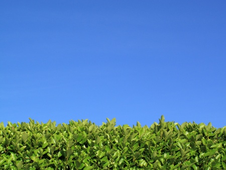 Privet Hedge and blue sky background with plenty of copy spaceの写真素材