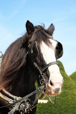 Head of a thoroughbred Shire horse wearing tackle and blinkersの写真素材