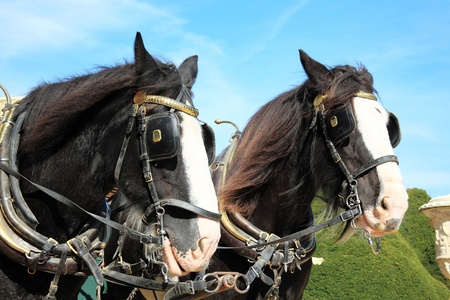Two thoroughbred Shire horses wearing tackle and blinkersの写真素材