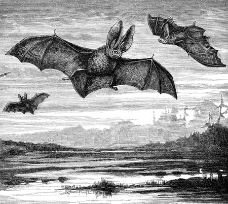 An engraved image of Long Eared Bats flying at night from the book  The Handy Natural History  by J G Wood and published by The Religious Tract Society in 1886  The illustrator is unknownのeditorial素材