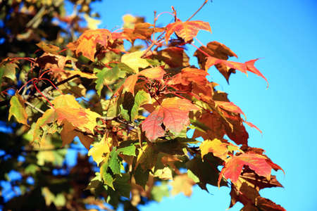 Maple leaves ready for the Autumn fall