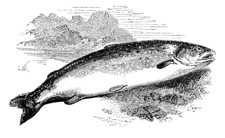 An engraved vintage fish illustration image of a salmon, from a Victorian book titled Angling by Robert Blakey dated 1857 that is no longer in copyrightの写真素材