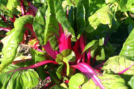 Swiss chard, Beta vulgaris subsp. Cicla var. flavescens 'Pink Passion' vegetable salad cropの写真素材