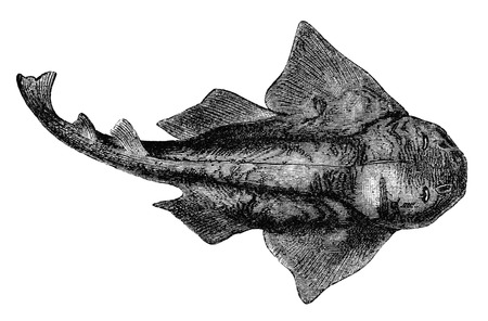 An engraved vintage fish illustration image of a common monkfish, from a Victorian book dated 1883 that is no longer in copyrightの写真素材