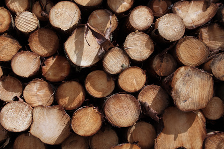 Forest pine trees logs background felled by the logging timber industry