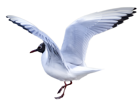 Black headed Gull ( Larus ridibundus) in flight cut out and isolated on a white backgroundの写真素材