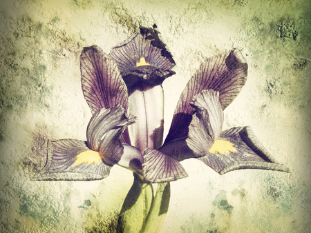Iris reticulata flower head, with a floral texture effectの写真素材