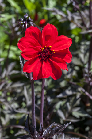 Dahlia 'Bishop of Llandaff' a tuberous red springtime summer flower plantの写真素材