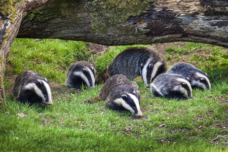 Badger sow and cubs family feeding in a woodland forestの素材 [FY310112456061]