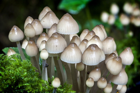 Woodland fungi mushrooms which are often called toadstalls