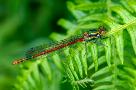 Large Red Damselfly (Pyrrhosoma nymphula) a common insect species resting on a fern leaf stock photo