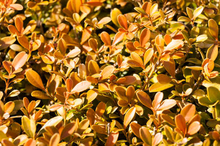 Buxus Microphylla in its winter colour which is an evergreen bush known as common box or boxwood