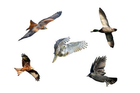 A collection flying set of  Red kite (milvus milvus), snowy owl (Bubo scaniacus), jackdaw (corvus monedula), mallard duck( anas platyrhynchos) wild birds in flight cut out and isolated on a white backgroundの写真素材