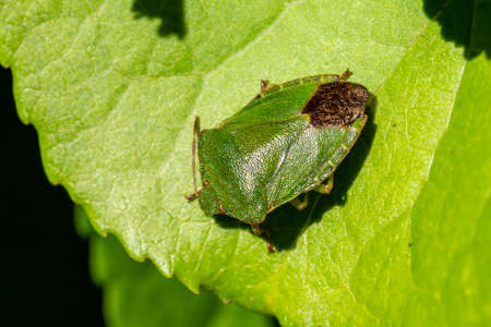 Green Shield Bug (Palomena prasina) a common garden flying insect which is often called stink bug...