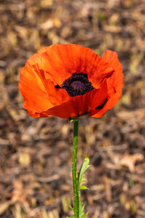 Oriental poppy (papaver orientale) a red spring summer flower plant stock photo imageの写真素材