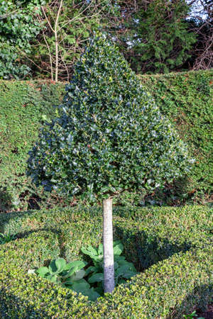 Topiary boxwood privet shrub pruned into a cone shape tree which is an evergreen bush used in a...