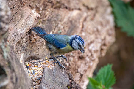 Blue tit (Cyanistes caeruleus) portrait image of an Eurasian bird perched on a tree branch which is a common small garden songbird found in the UK and Europe stock photoの写真素材