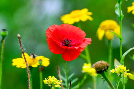 Red poppy among yellow flower on greenの写真素材