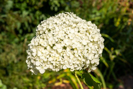 Hydrangea arborescens 'Annabelle' a summer flower small white shrub plant commonly known as smooth...