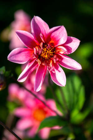 Dahlia 'Twyning's Pink Fish' a pink summer autumn double flower tuber plant, stock photo imageの写真素材