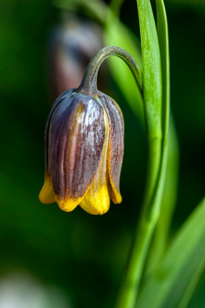 Fritillaria uva vulpis commonly known as Fox's grape fritillary a common spring flower bulbous flowering plant, stock photo imageの素材 [FY310160237678]