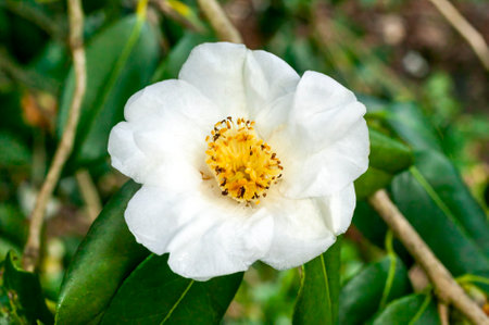 Camellia x Williamsii 'Coppelia Alba' a spring summer shrub plant with a winter springtime alba white flower stock photo imageの写真素材