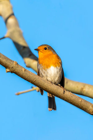 Robin redbreast ( Erithacus rubecula) bird a British garden songbird with a red or orange breast...